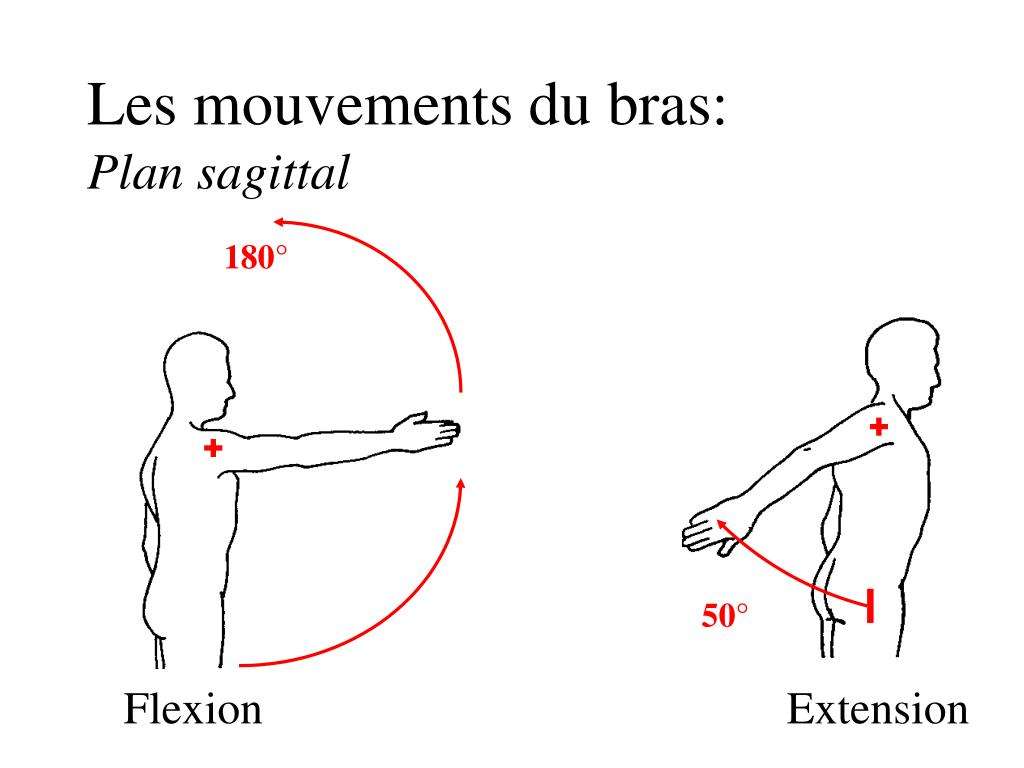 découvrez le mouvement de l'épaule en avant et ses bienfaits pour améliorer votre mobilité, renforcer vos muscles et prévenir les douleurs articulaires.