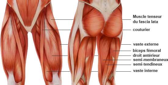 découvrez le rôle essentiel des muscles situés entre les jambes et apprenez des exercices efficaces pour leur renforcement et améliorer votre mobilité.