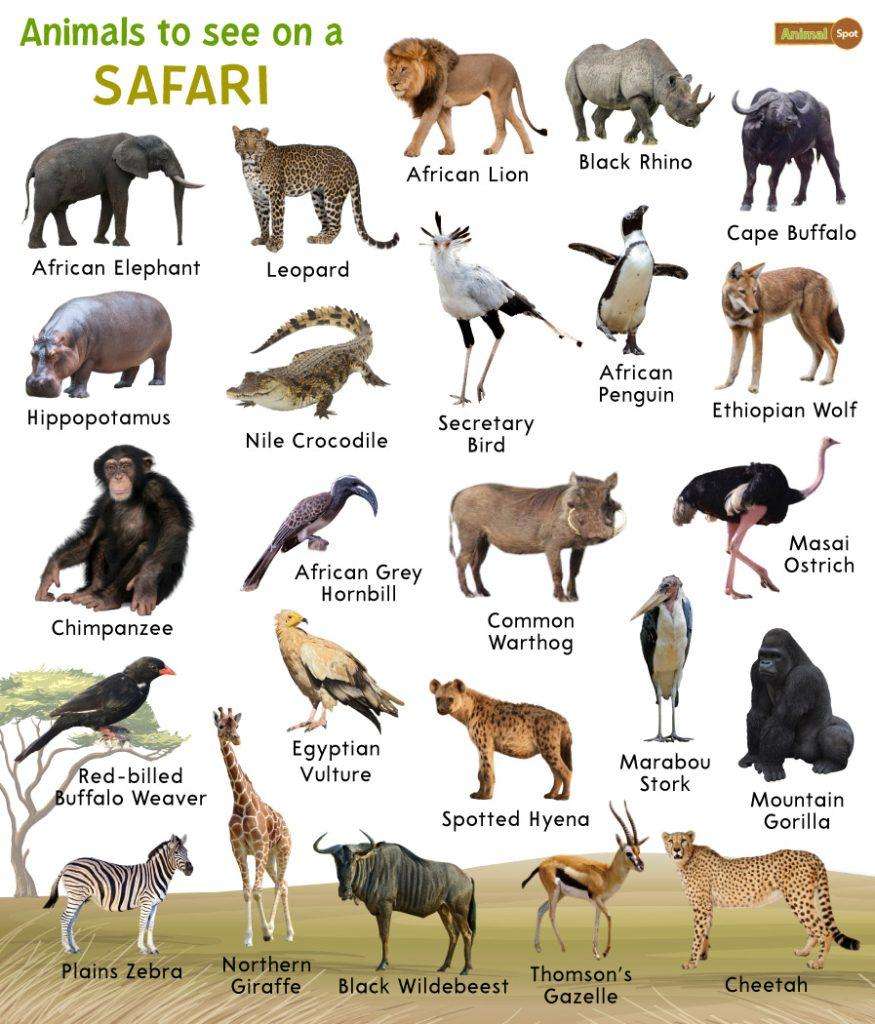 découvrez quel animal totem vous correspond grâce à notre test personnalisé. explorez votre connexion spirituelle et révélez les traits cachés de votre personnalité.