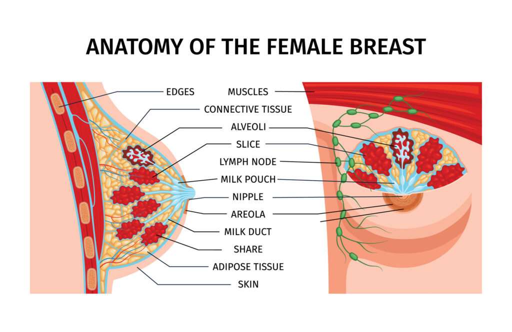 découvrez la réduction mammaire, une intervention chirurgicale visant à diminuer le volume des seins pour un confort optimal et une silhouette harmonieuse.