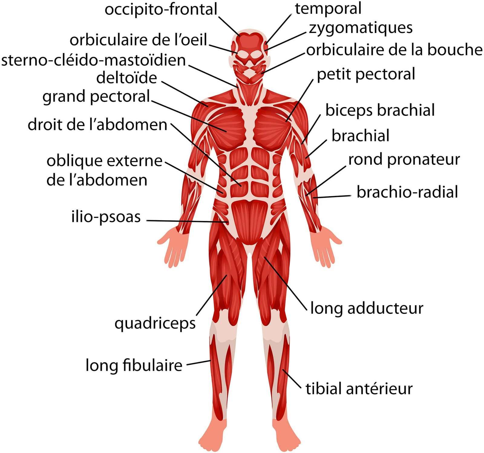 découvrez des techniques efficaces de muscle traction pour améliorer votre force et performance musculaire. conseils pratiques et exercices ciblés pour des résultats rapides.