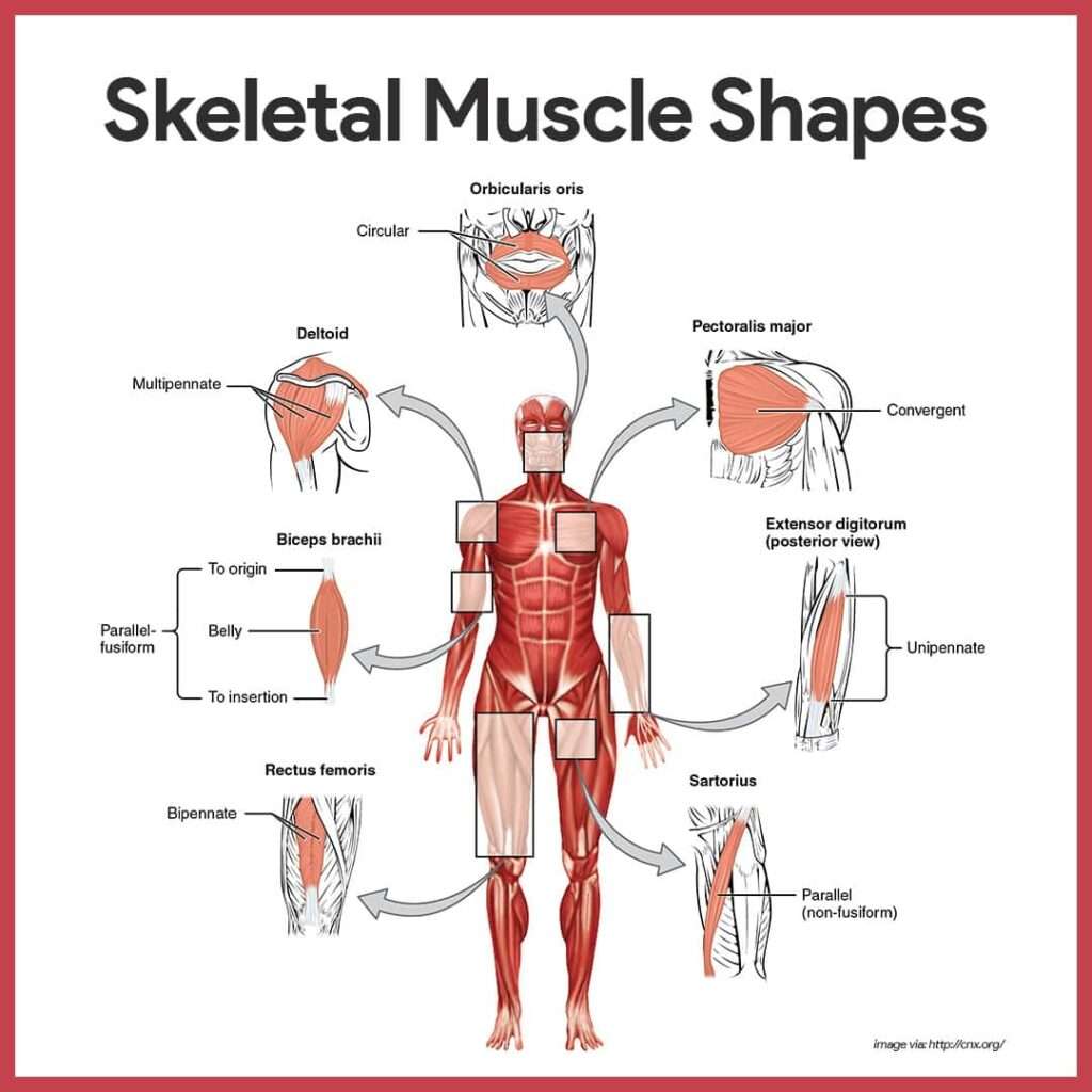 découvrez des techniques efficaces de muscle traction pour améliorer votre force et votre flexibilité. optimisez votre entraînement avec nos conseils pratiques et faciles à suivre.