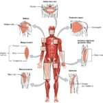 Quel muscle solliciter pour une traction efficace