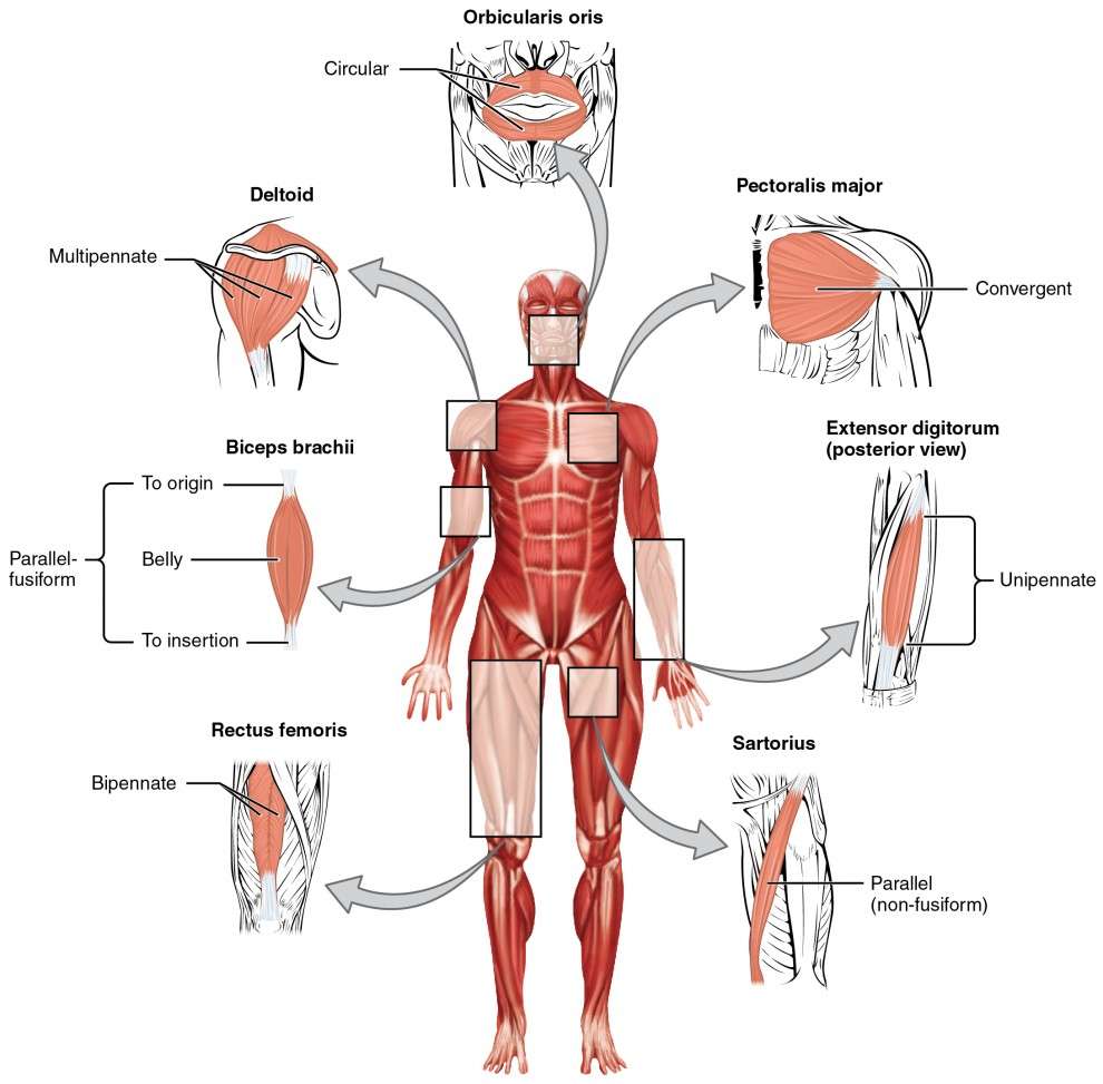 découvrez les techniques efficaces d'activation musculaire pour optimiser vos entraînements, améliorer la performance et prévenir les blessures.