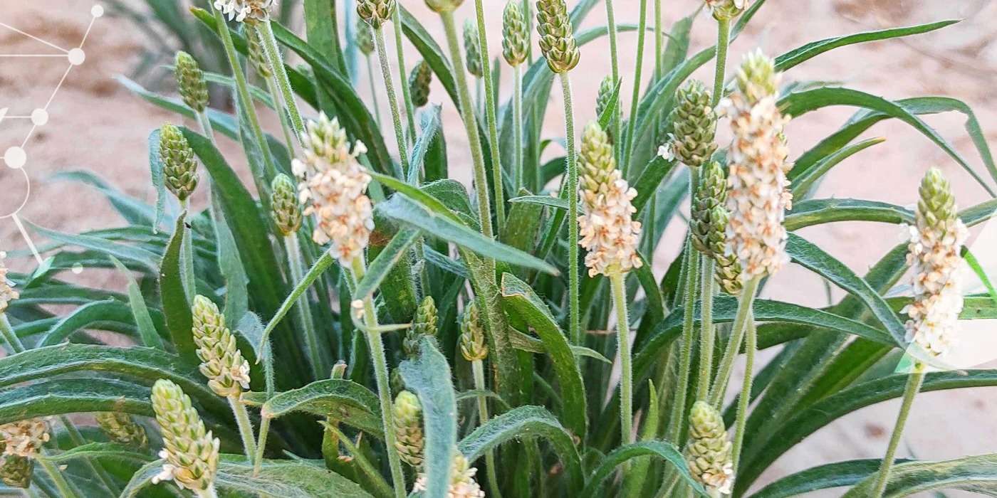 découvrez comment prendre le psyllium blond pour optimiser ses bienfaits sur la digestion, la régulation du cholestérol et le bien-être intestinal.