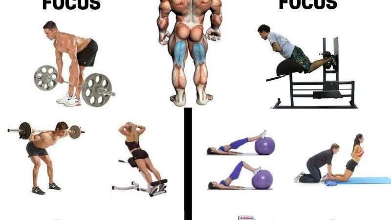 renforcez vos ischio-jambiers avec des exercices ciblés pour améliorer puissance, endurance et prévenir les blessures.