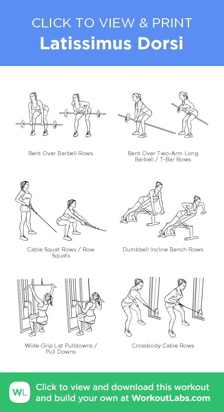 découvrez les meilleurs exercices pour renforcer et tonifier le muscle latissimus dorsi, essentiels pour améliorer votre posture et votre force du dos.