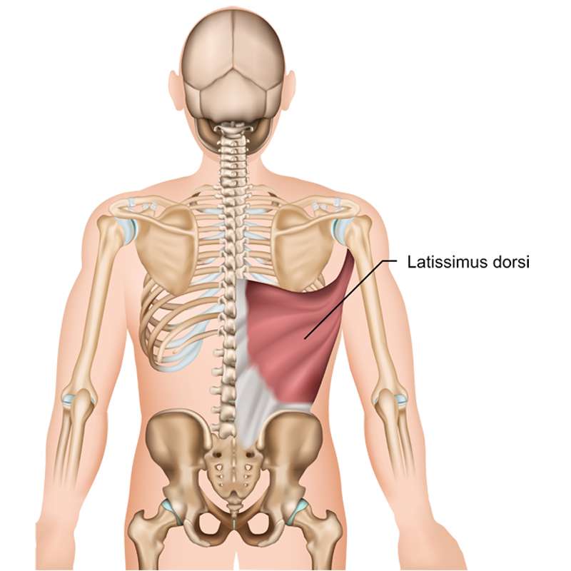 découvrez l'insertion du muscle latissimus dorsi : origine, points d'attache et rôle dans le mouvement du tronc et des membres supérieurs.