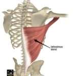 Insertion du grand dorsal : comprendre son rôle et son importance