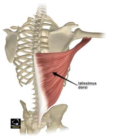 découvrez l'insertion du muscle latissimus dorsi, ses points d'attache anatomiques et son rôle essentiel dans le mouvement du bras et du dos.