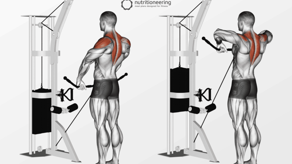 découvrez les meilleurs exercices pour renforcer le deltoïde postérieur et améliorer la posture et la performance musculaire des épaules.