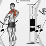 Exercice deltoide posterieur : guide complet pour renforcer et tonifier cette zone