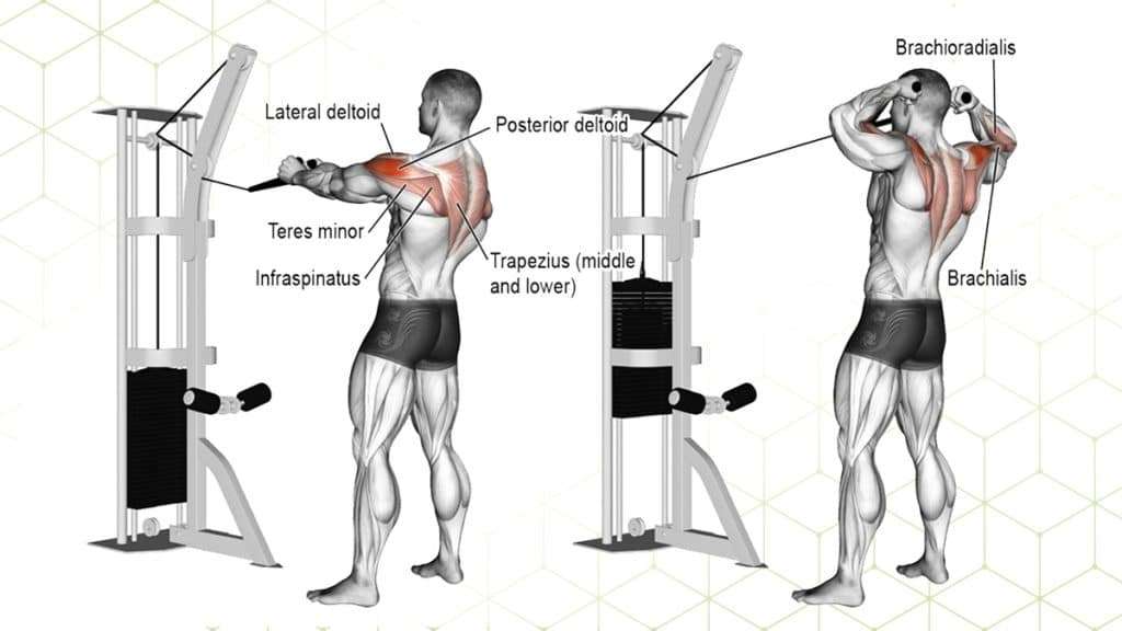 découvrez les meilleurs exercices pour renforcer le deltoïde postérieur et améliorer la posture et la performance musculaire de vos épaules.