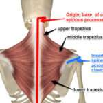 Trapeze du corps humain : rôle, anatomie et fonctionnement