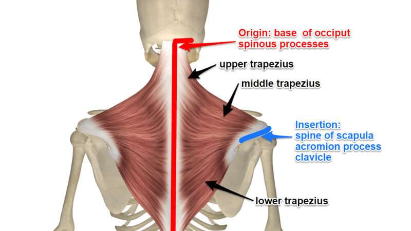 découvrez tout sur le muscle trapèze : anatomie, fonctions et exercices pour renforcer ce muscle clé du dos et du cou.