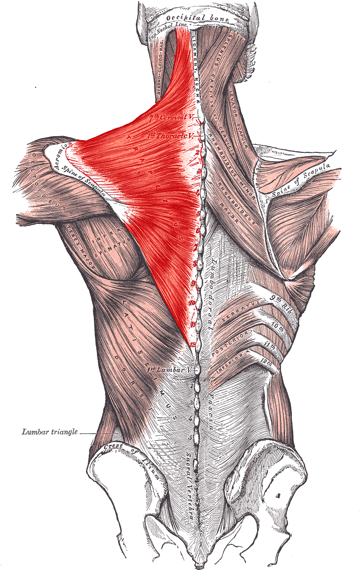découvrez tout sur le muscle trapèze : anatomie, fonctions, exercices de renforcement et conseils pour prévenir les douleurs.