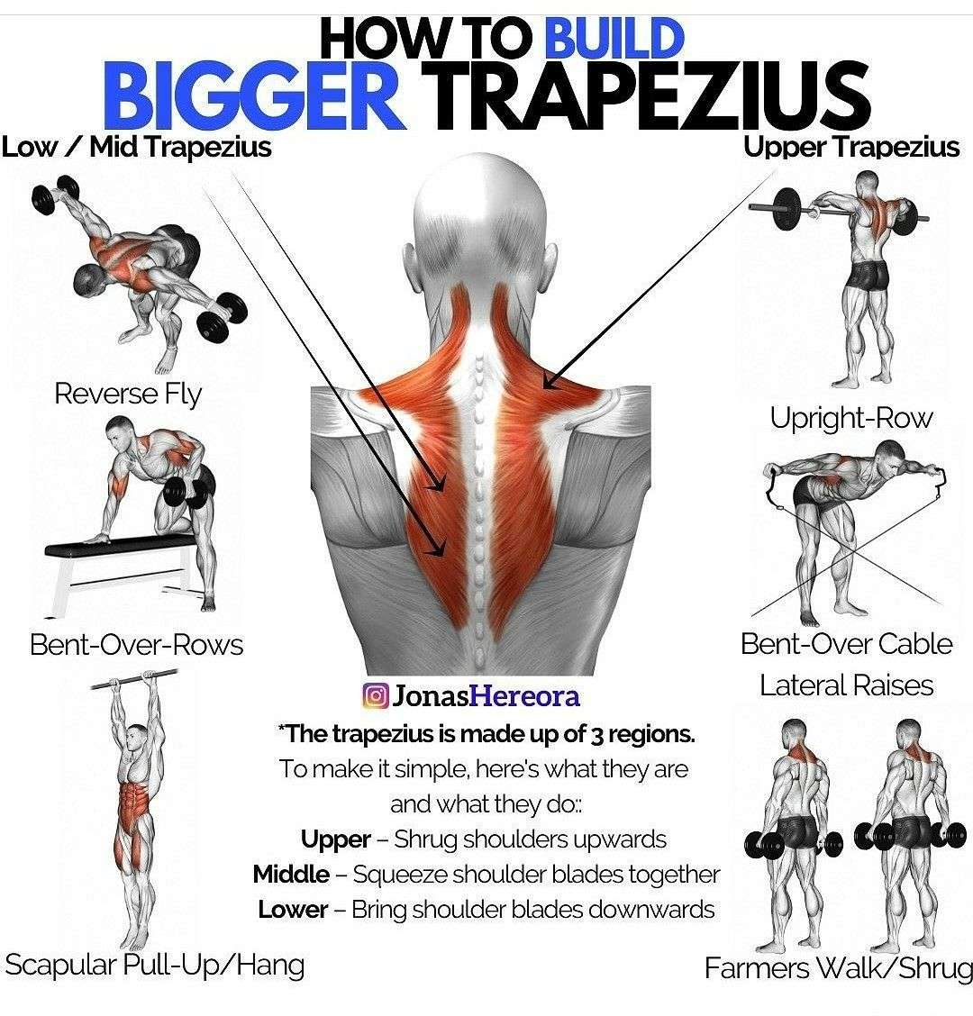 découvrez des exercices efficaces pour l'entraînement du trapèze afin de renforcer et sculpter vos muscles du haut du dos.