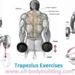 Musculation des trapèzes : techniques efficaces pour renforcer cette zone