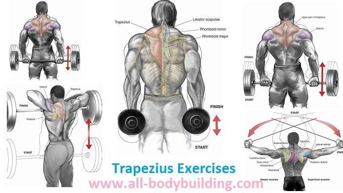 découvrez des techniques efficaces pour l'entraînement des trapèzes afin de renforcer et sculpter cette zone musculaire essentielle du dos.