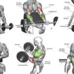 Exercices efficaces pour muscler vos biceps rapidement