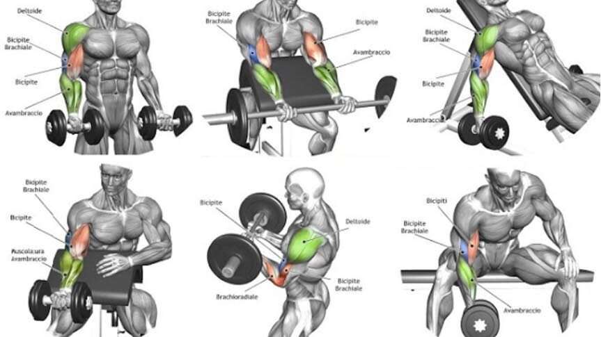 découvrez les meilleurs exercices de biceps pour renforcer et sculpter vos bras efficacement, adaptés à tous les niveaux.