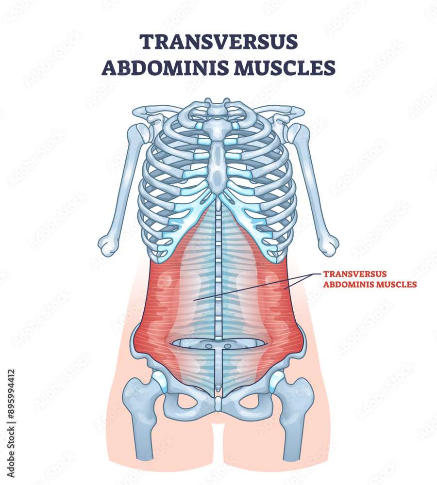 découvrez le transverse de l'abdomen, un muscle profond essentiel pour la stabilité du tronc et la protection des organes internes.