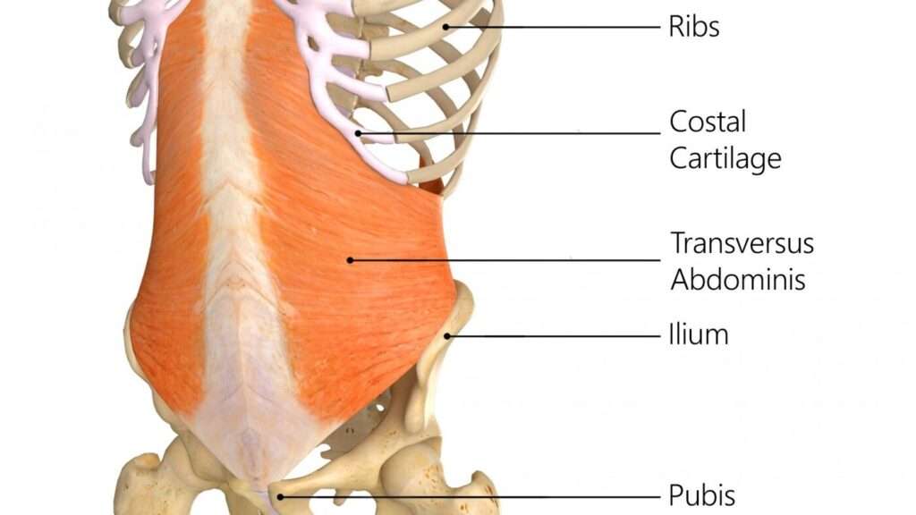 découvrez le muscle transverse de l'abdomen, essentiel pour la stabilité du tronc et le maintien d'une bonne posture. apprenez son rôle, son anatomie et des exercices pour le renforcer.