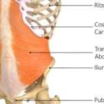 Transverse de l&rsquo;abdomen : comprendre son rôle essentiel pour la posture et la santé