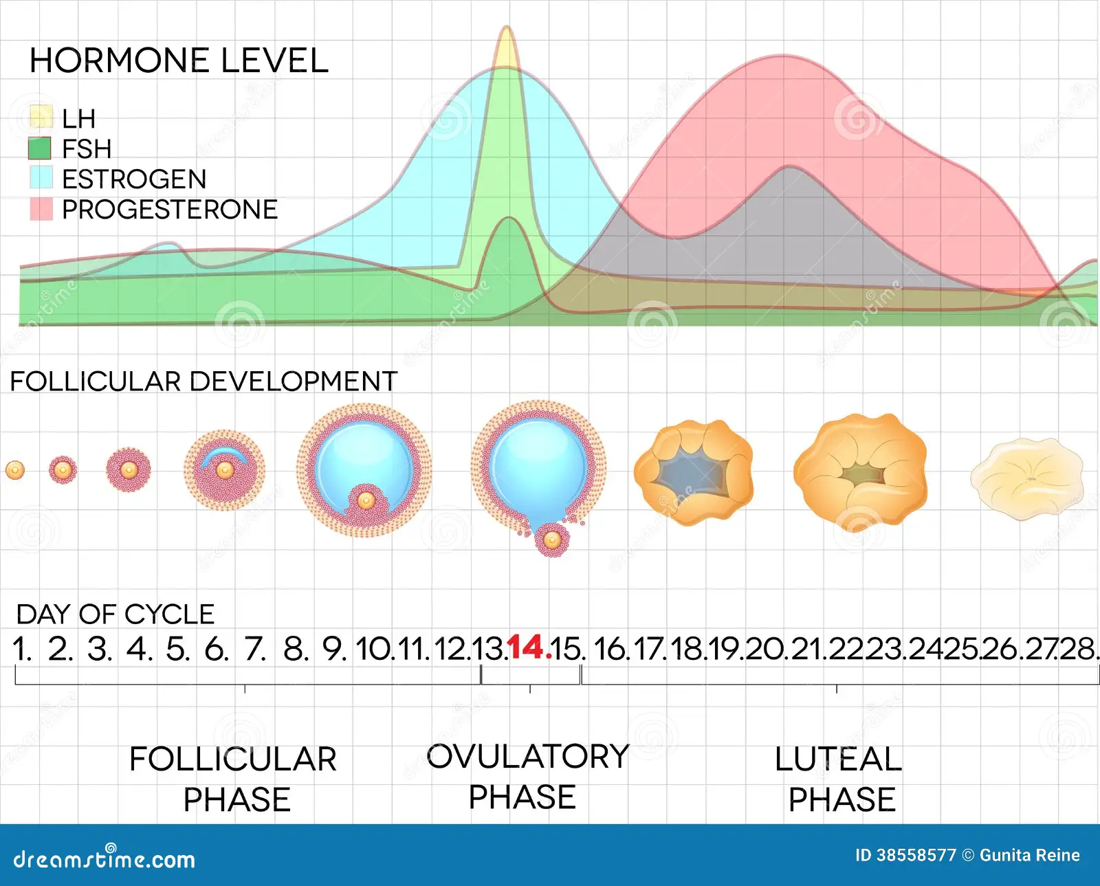 découvrez le cycle hormonal féminin : étapes, fonctions et impacts sur la santé reproductive et le bien-être.