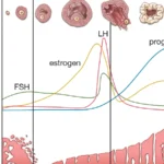 Comprendre le cycle hormonal de la femme : phases et impacts sur le corps