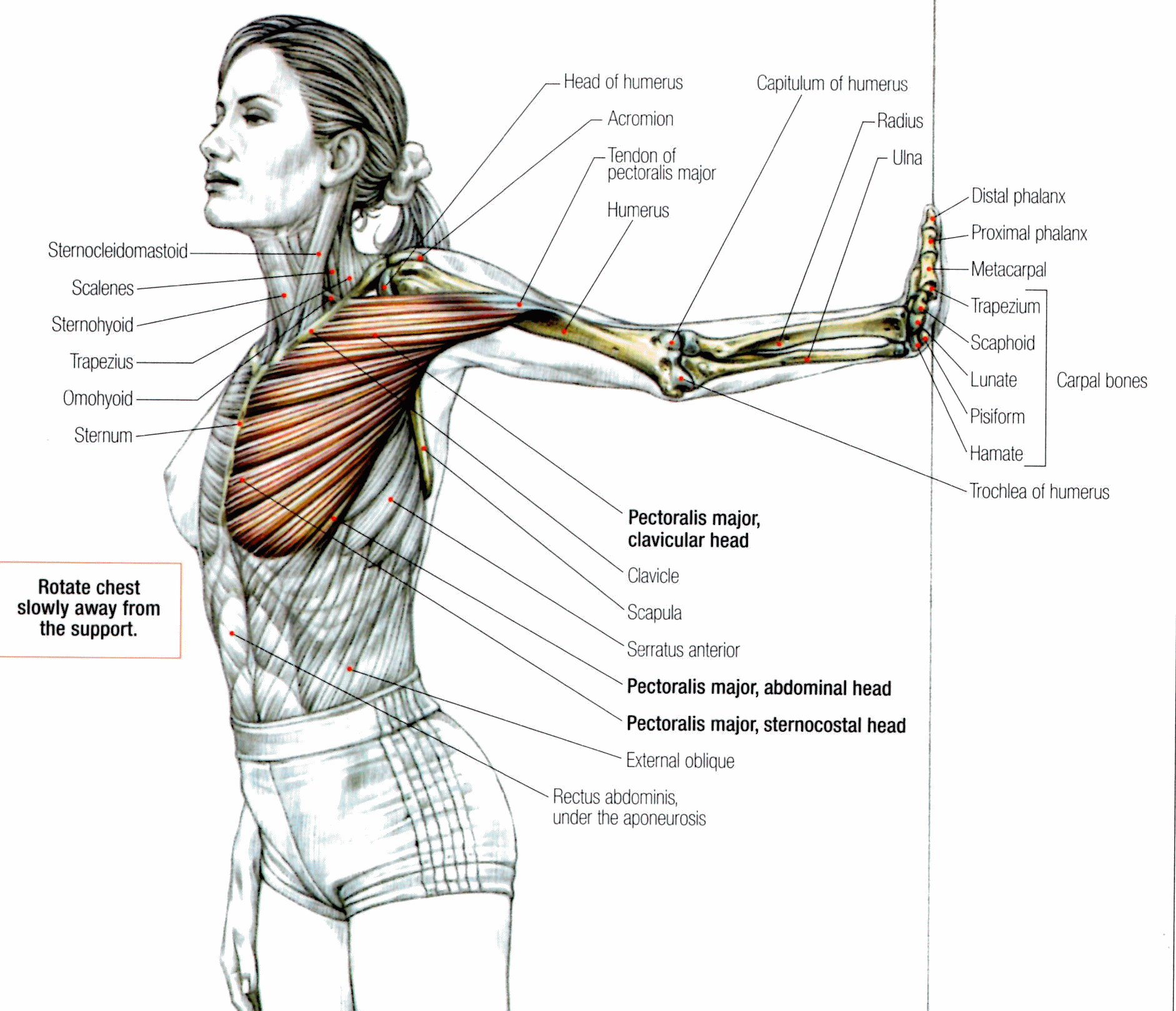 découvrez l'anatomie et le développement des muscles pectoraux chez la femme, essentiels pour la force et la posture.