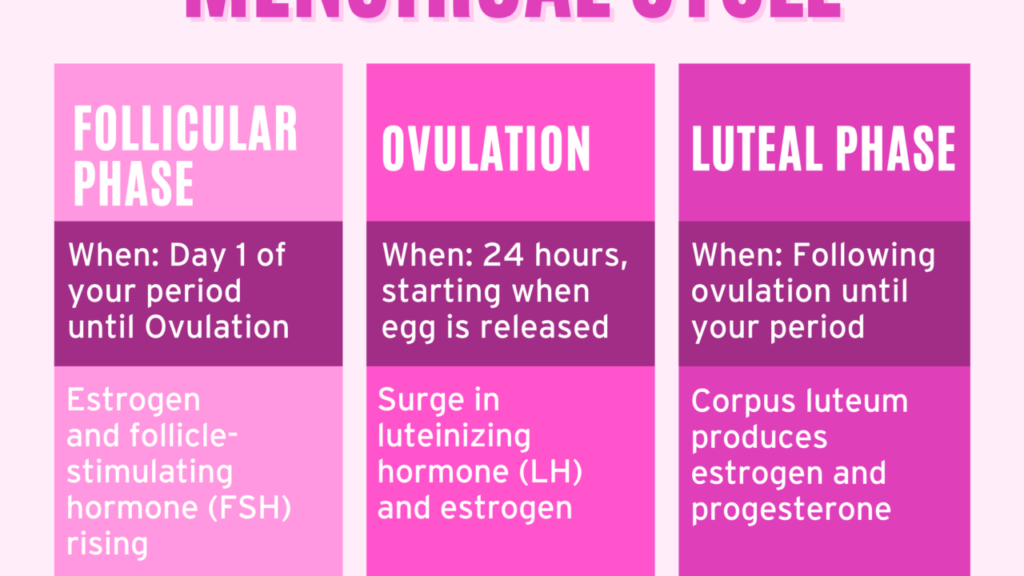 découvrez les différentes phases du cycle menstruel, leurs durées, leurs caractéristiques et leur impact sur la santé féminine.