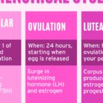 Les 4 phases du cycle menstruel expliquées simplement