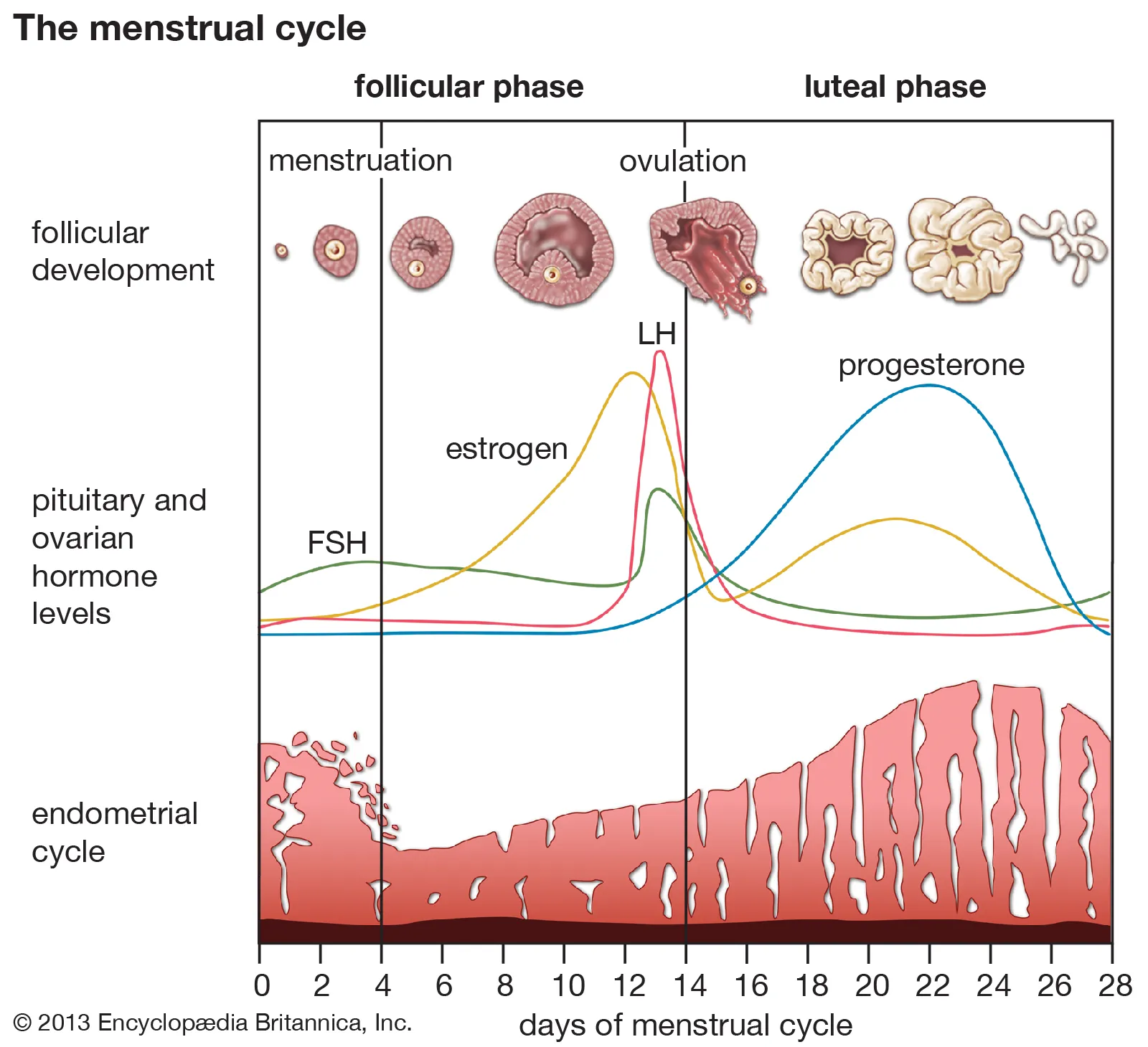 découvrez les différentes phases du cycle menstruel, leur durée, leurs caractéristiques et leur impact sur le corps féminin pour mieux comprendre ce processus naturel.